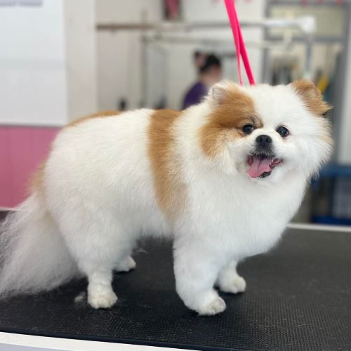 Another dog staring at camera after being groomed