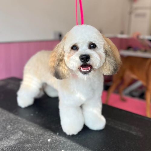 Dog staring at camera after being groomed