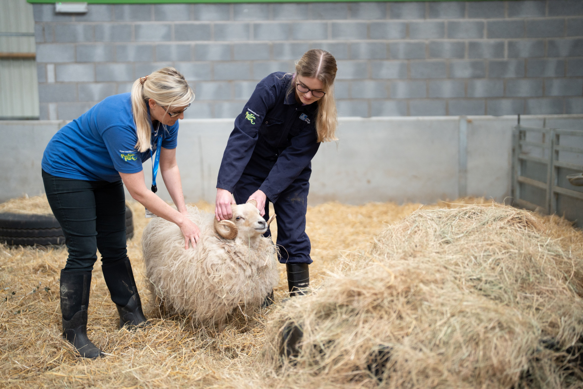 students pet a ram