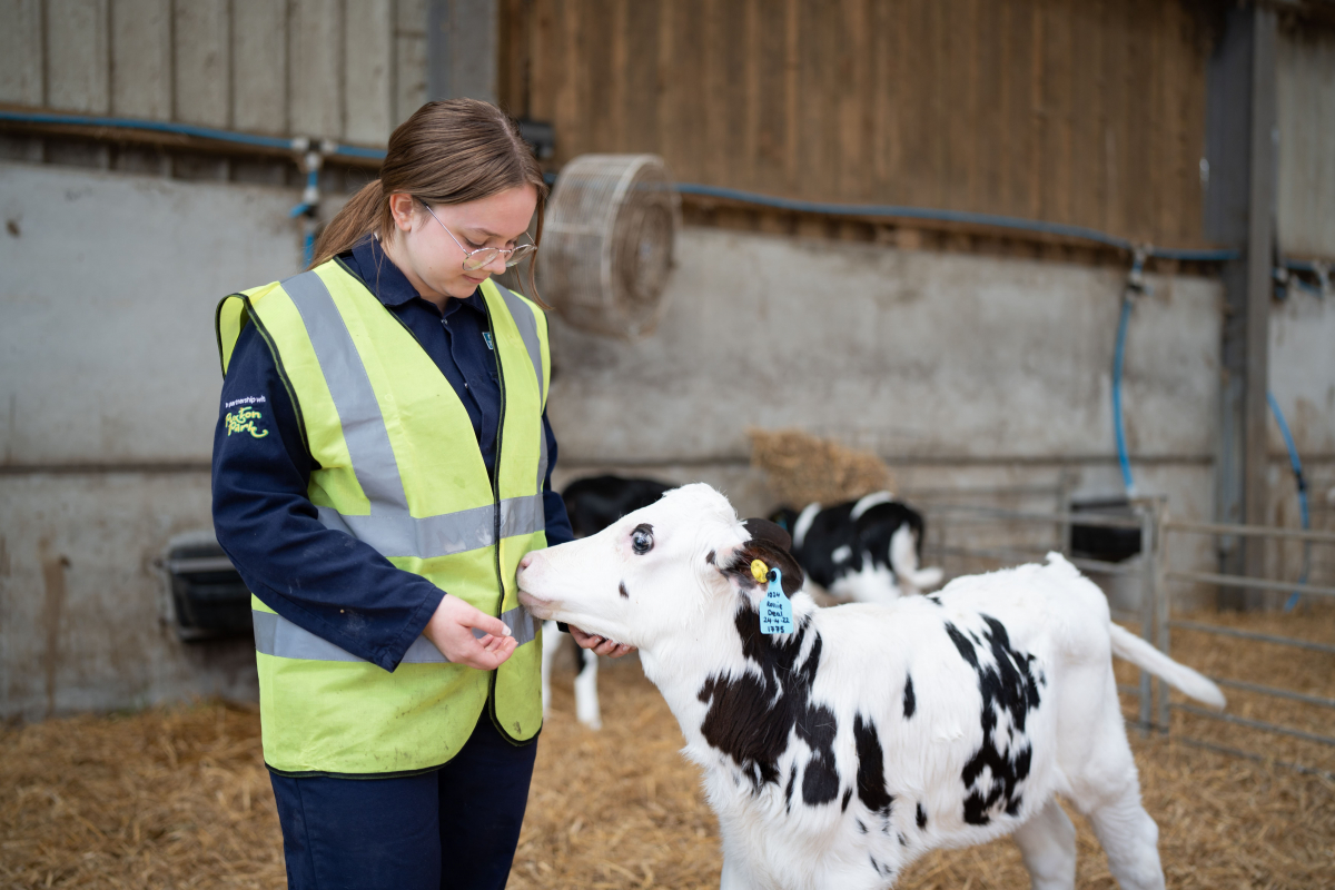 student feeds calf