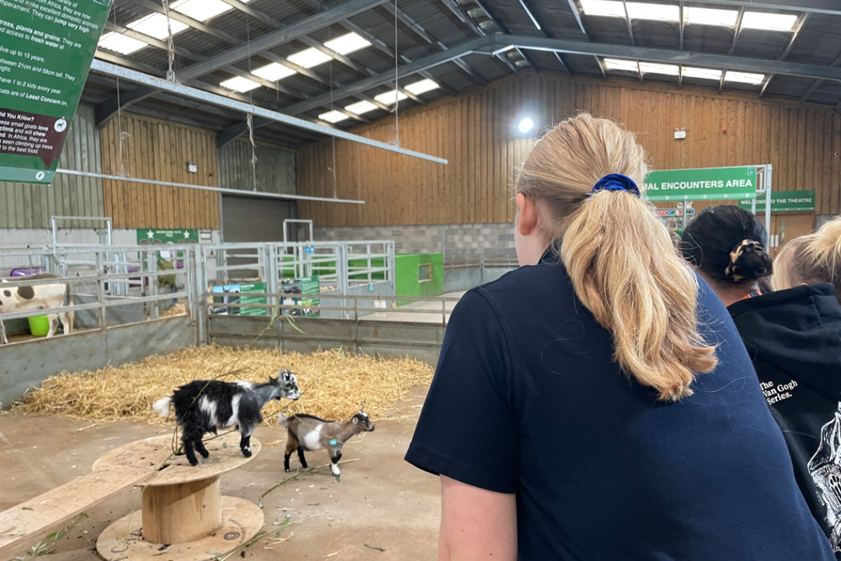 Animal Management student looking at goats 