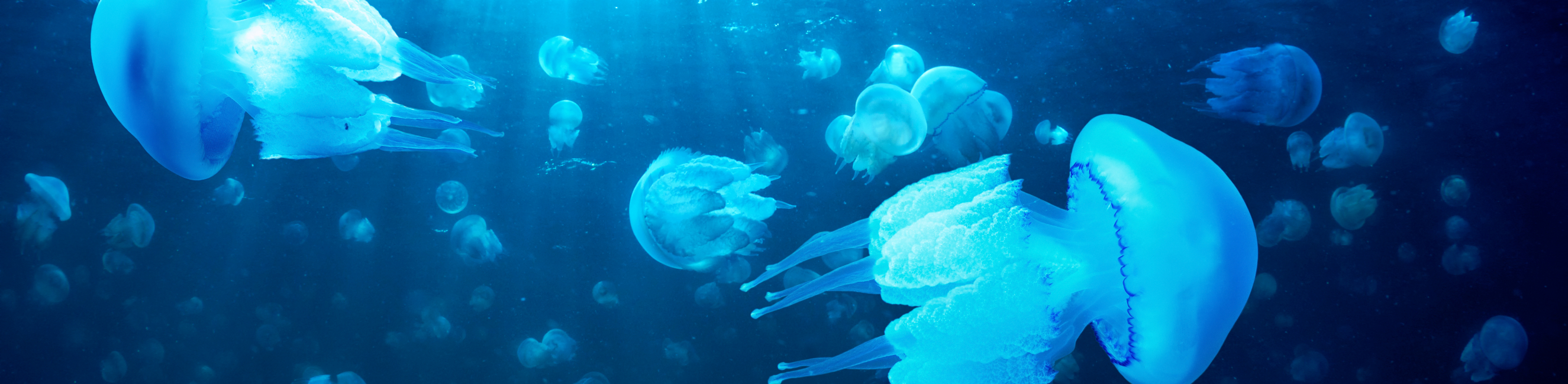 Jelly Fishes
