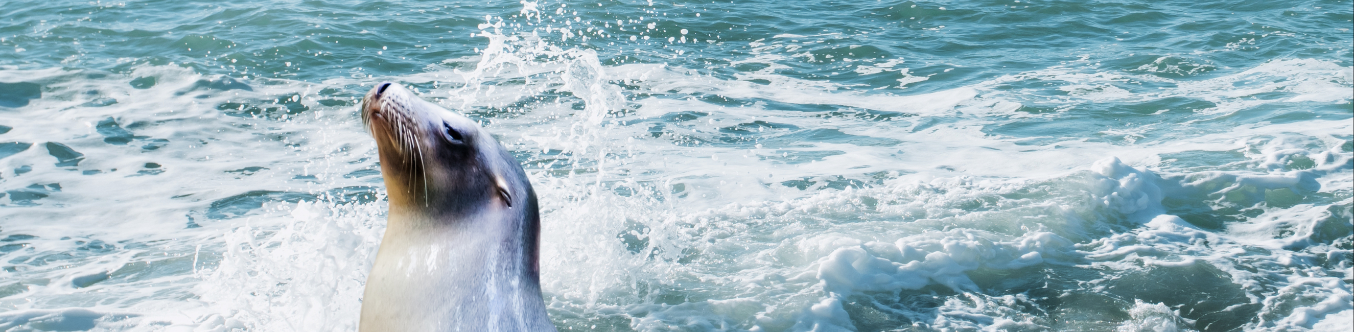 Sealions