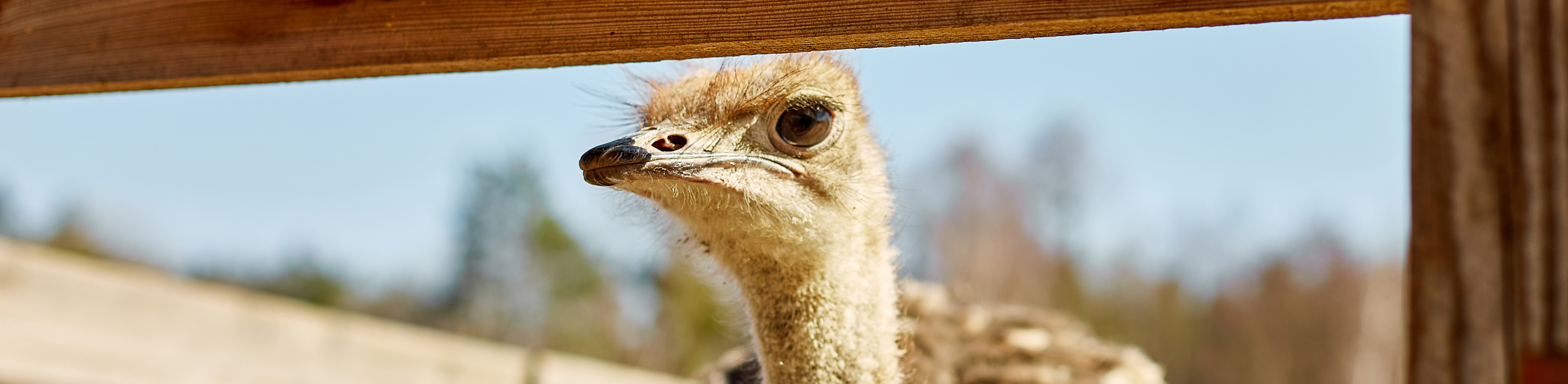 EMU stood by fence