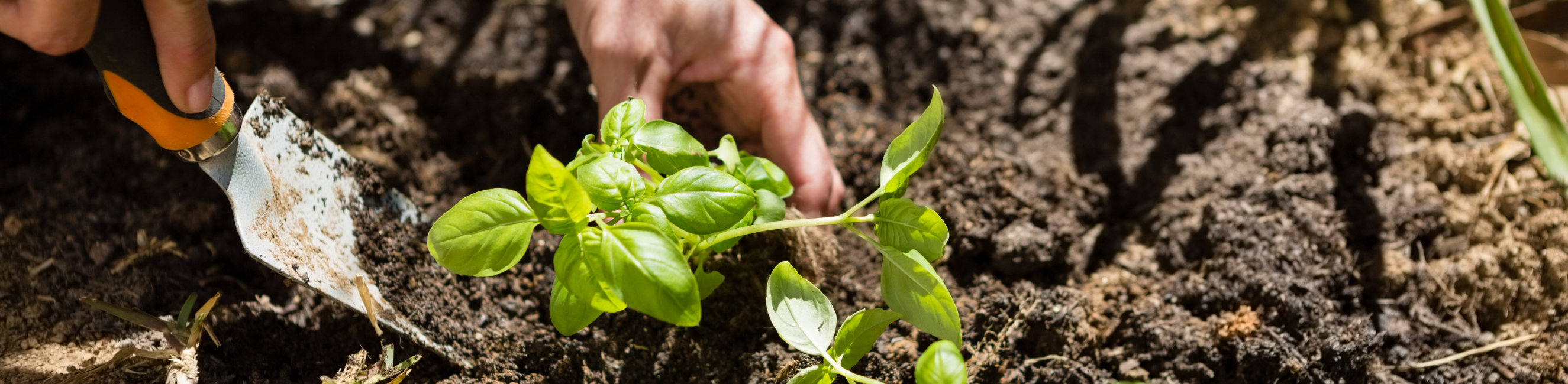 Planting saplings for planet earth games