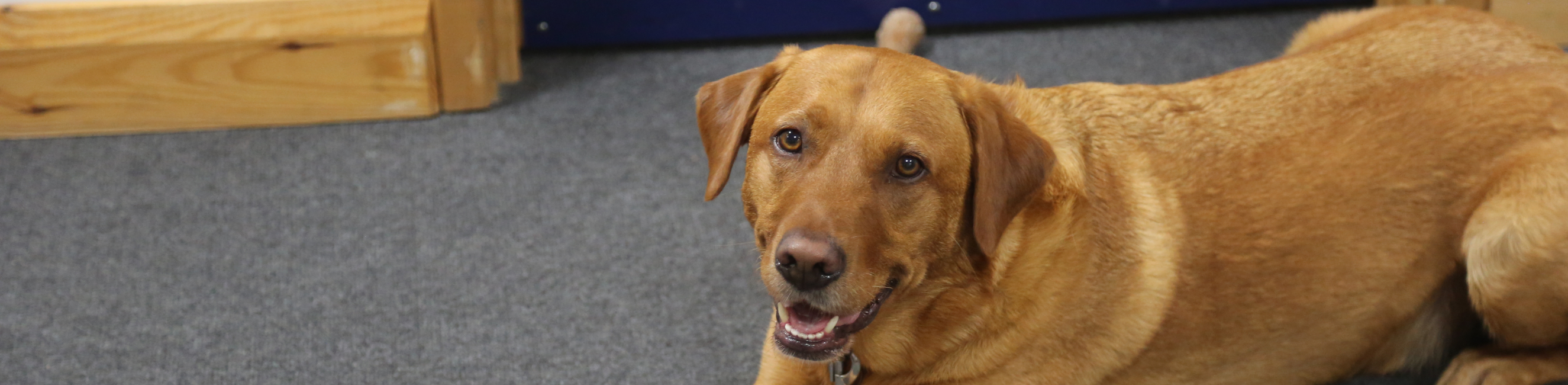 Welfare dog smiling at camera.