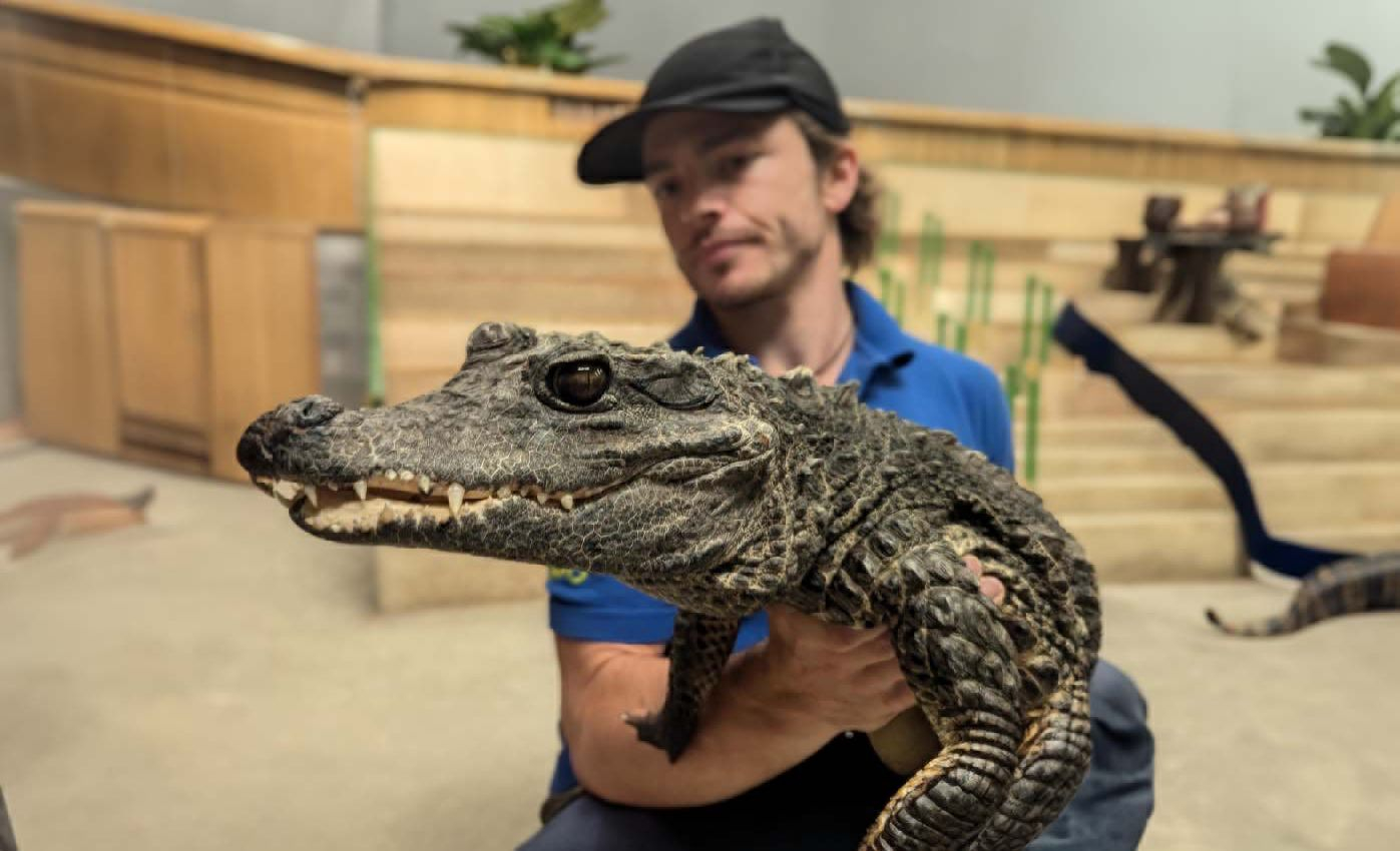 Reptile Zone letting Animal Management Students touch crocodile