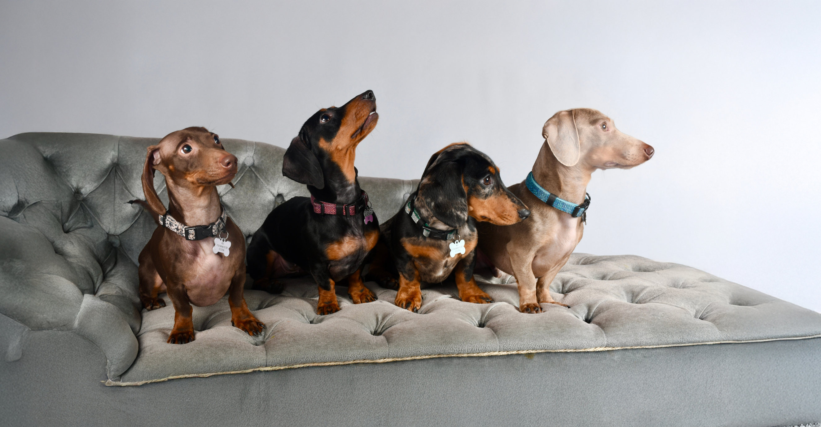 4 Dachshunds sat on a sofa looking to the right