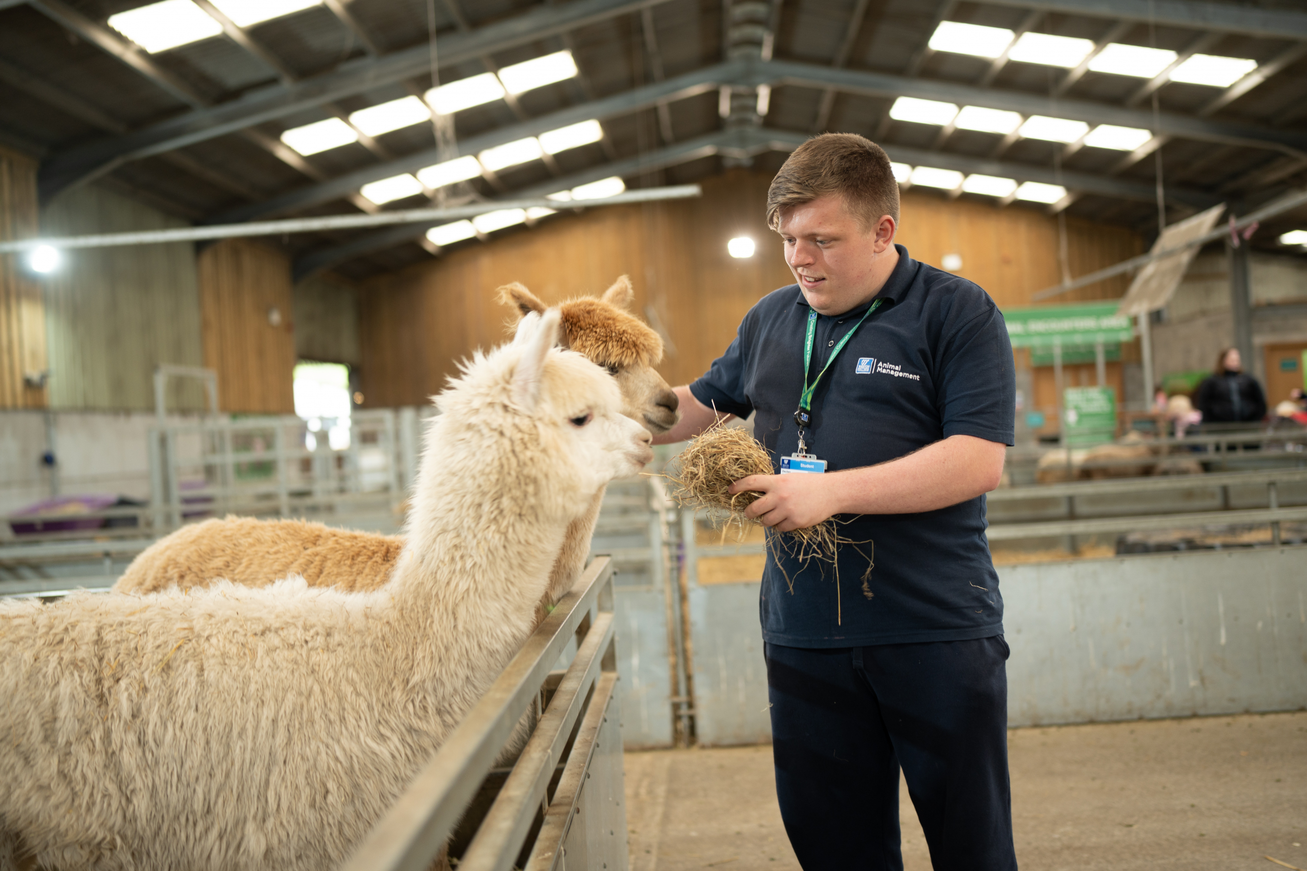 Learner feeding alpaca