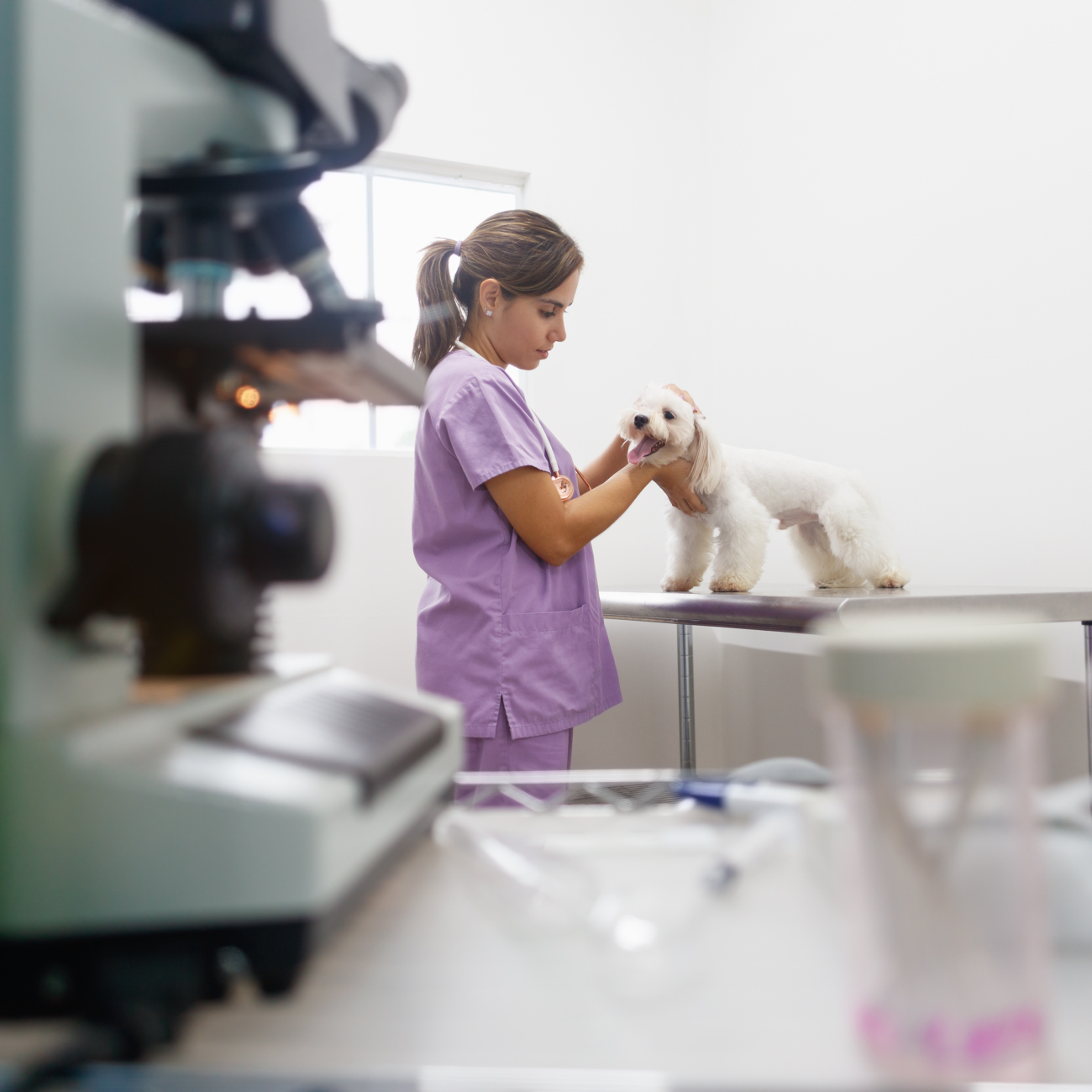 Vet checking a small dogs pulse