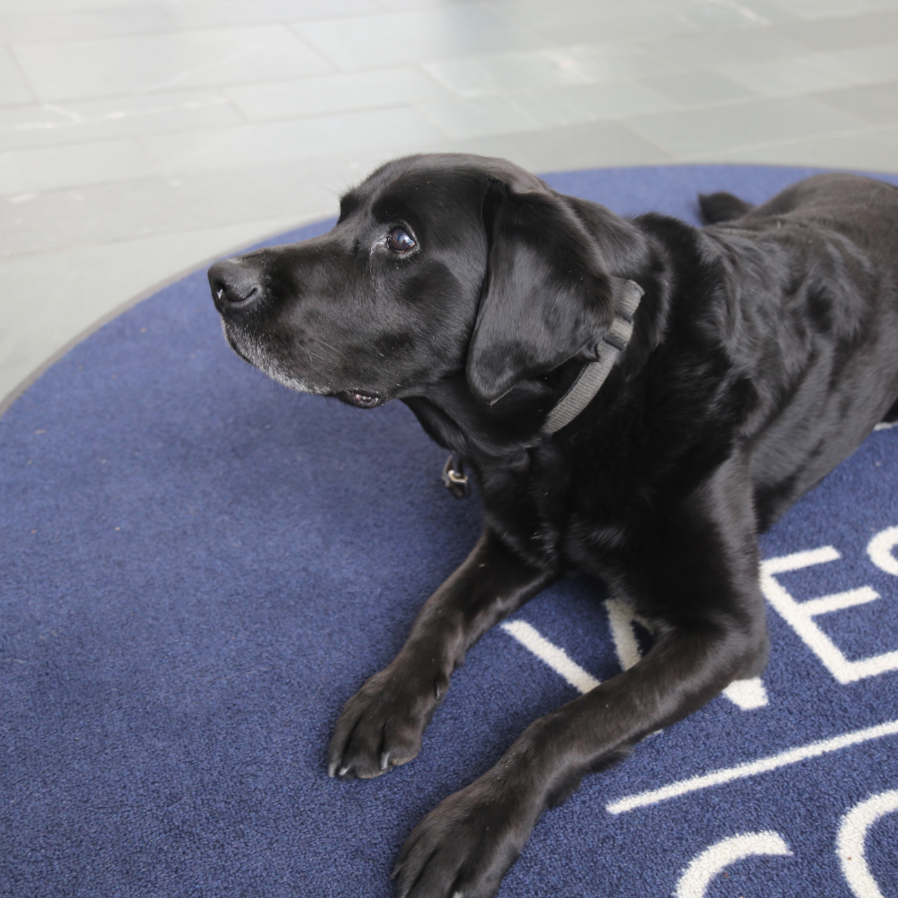 Welfare dog sat on mat.