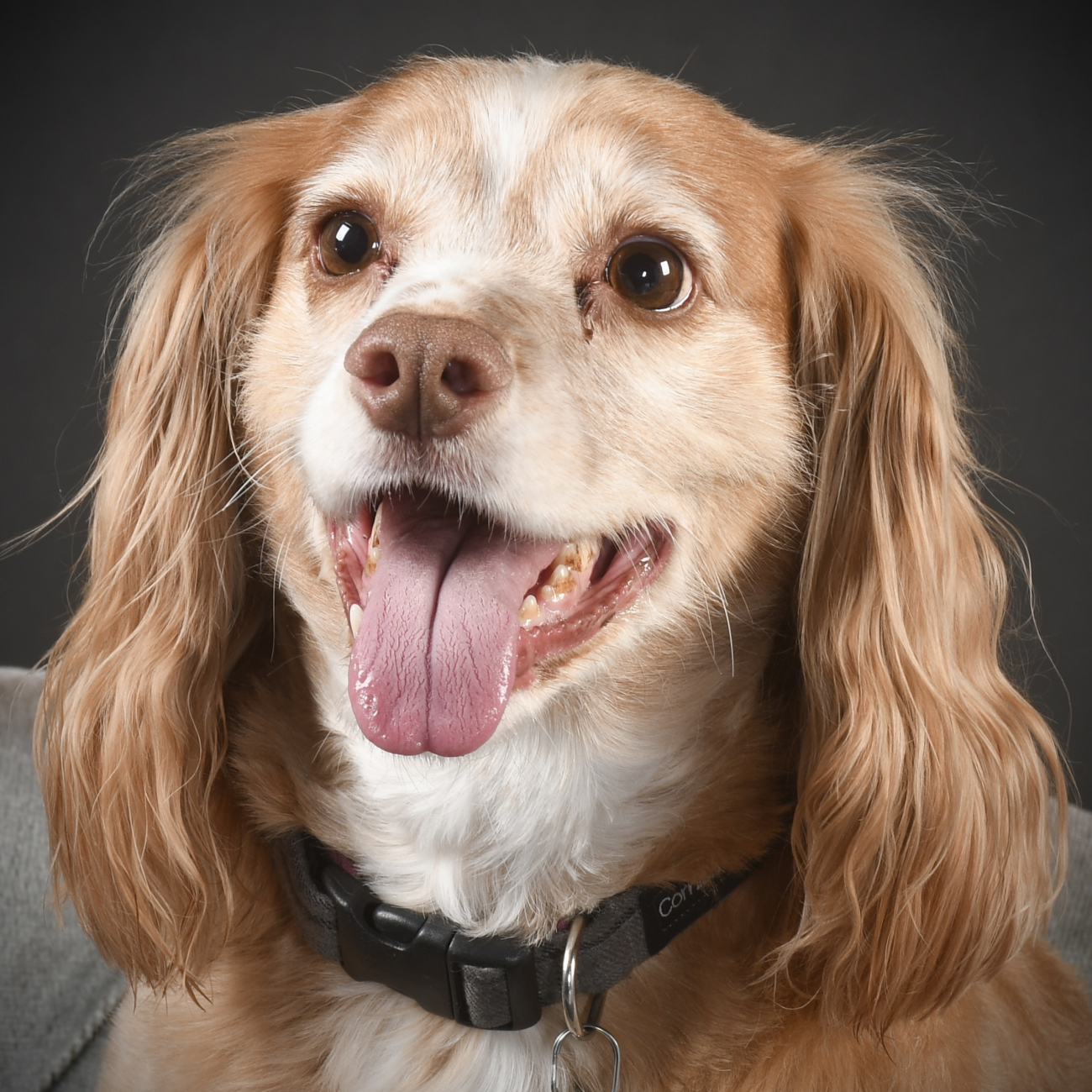 Picture of a dog