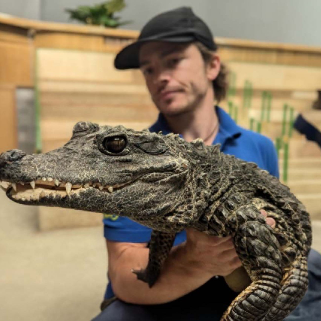 Reptile Zone letting Animal Management Students touch crocodile