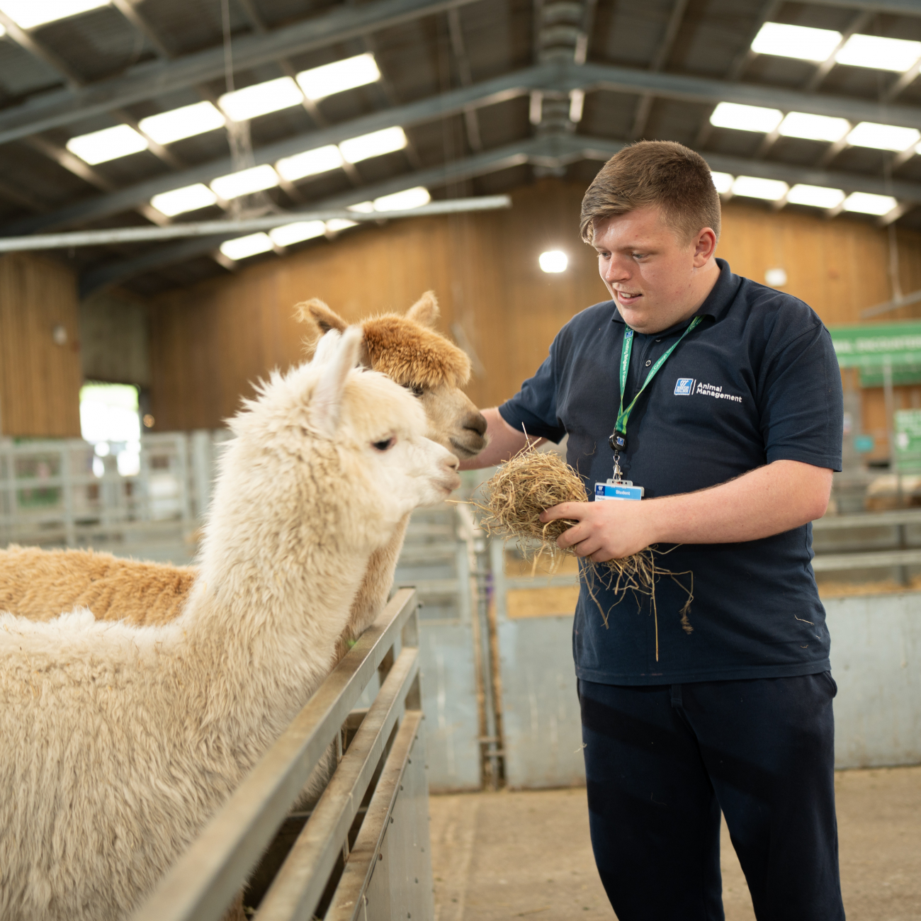 Learner feeding alpaca