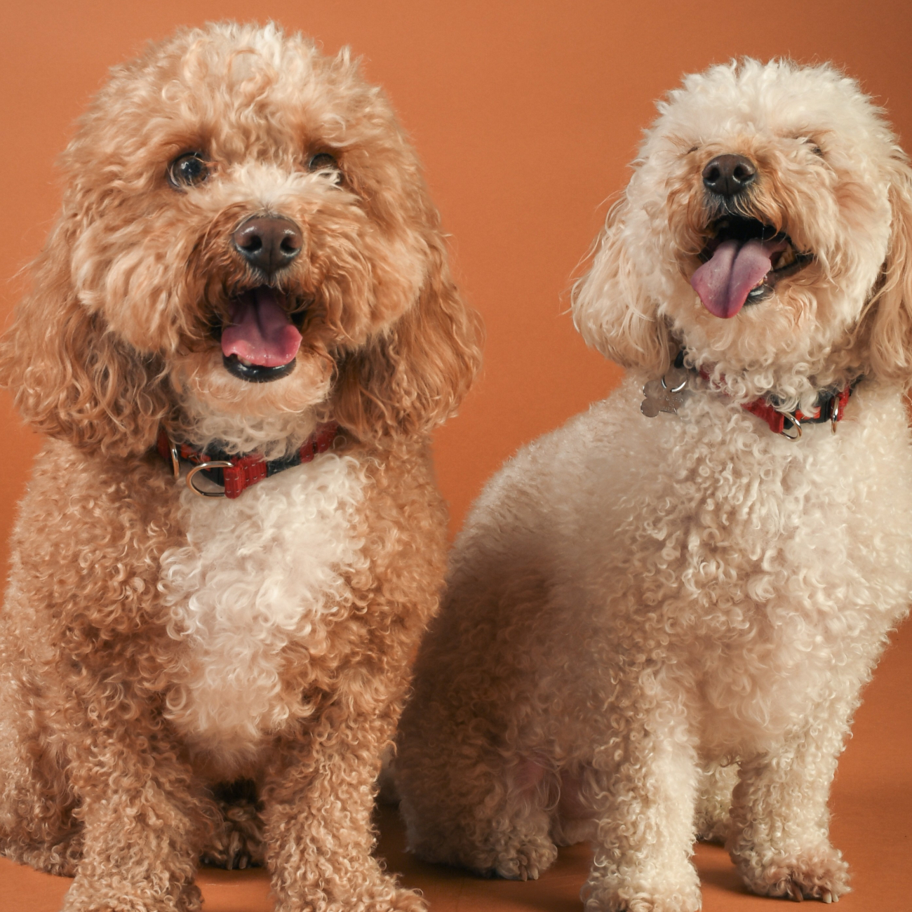 two dogs smiling at the camera