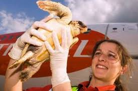 Animal Management