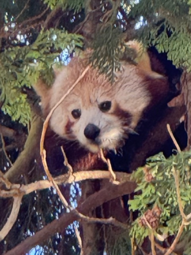 A red panda poking through trees
