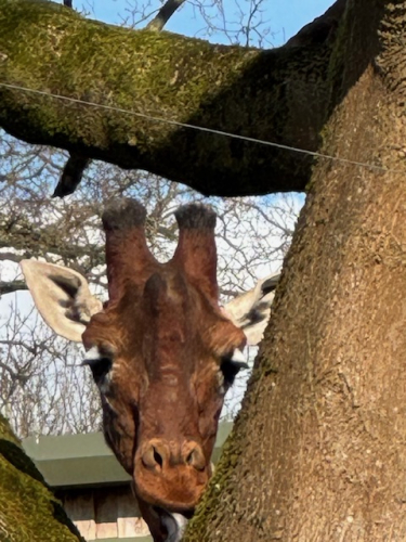 A giraffe poking between 2 trees