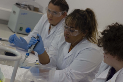 lab